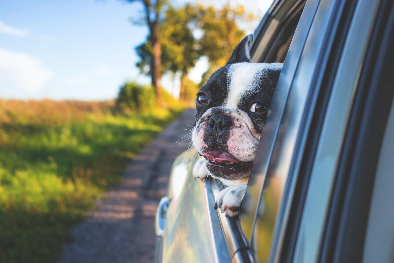 car detailing and window tint service